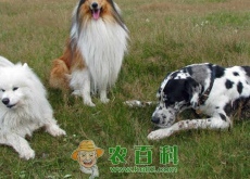 搞个狗场需要多大场地？