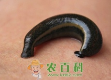 水蛭的功效与作用及禁忌是什么？