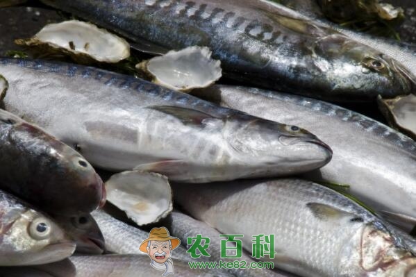 金枪鱼是海鱼吗？价格多少钱一斤？功效作用是什么？做法有哪些？