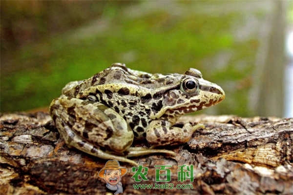 养殖和出售黑斑蛙赚钱吗?要办理哪些证件?