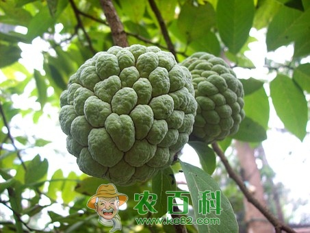 “抗瘤之星”释迦果（番荔枝）好吃吗?一天吃多少合适?怎么吃?不熟的可以吃吗?这三类人不能吃!