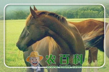 奔跑速度快的三河马是哪里的特产?大概多少钱可买到一匹?