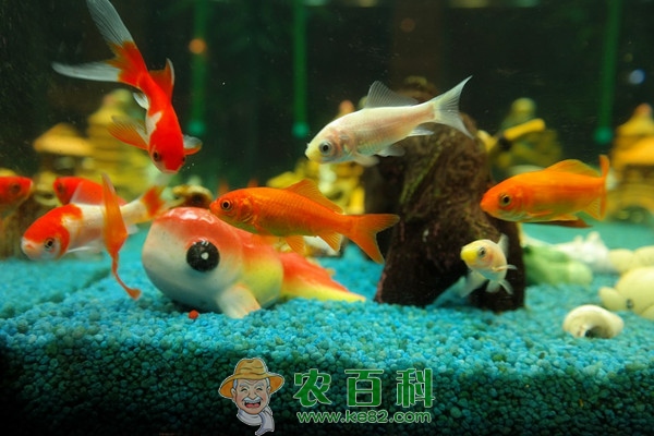 金鱼多大产卵?一次能产多少?如何养殖?
