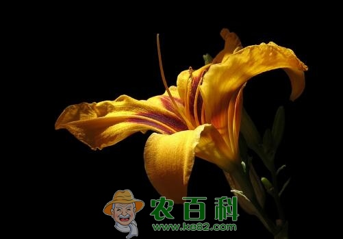 “健脑菜”黄花菜的14大功效与作用大全，新鲜的黄花菜真的有毒吗？这样吃一点毒都没有！