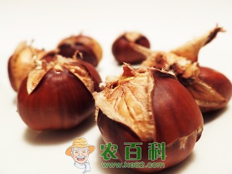 “干果之王”板栗壳能吃吗?功效作用有哪些?怎么快速去壳?