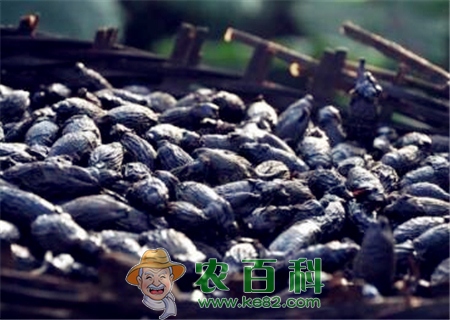 常吃槟榔有哪些危害和好处？女孩为什么不能吃？吃了会致癌为什么不禁止？