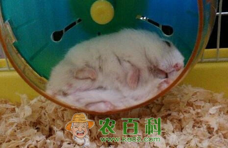 小型宠物银狐仓鼠怎么养？多少钱一只？能长多大？寿命多久？