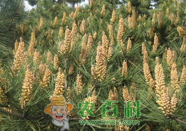 松花粉价格多少钱一斤?市场前景怎样