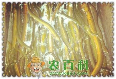 黄鳝苗一般多少钱一斤?怎么养才能长的又快又好?