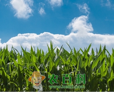 玉米价格预测