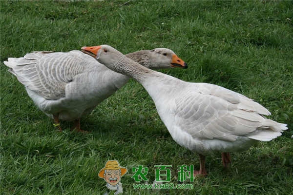 肥肝鹅怎么养殖?选择什么品种和饲料比较好?