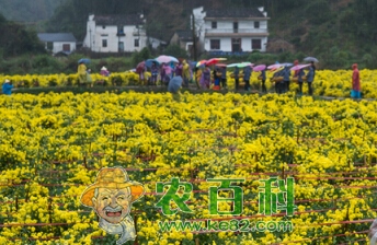 江西:遂川种植皇菊带来旅游经济双效益
