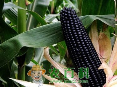 黑玉米多少钱一斤?价格为什么贵?黑玉米种植利润大吗?