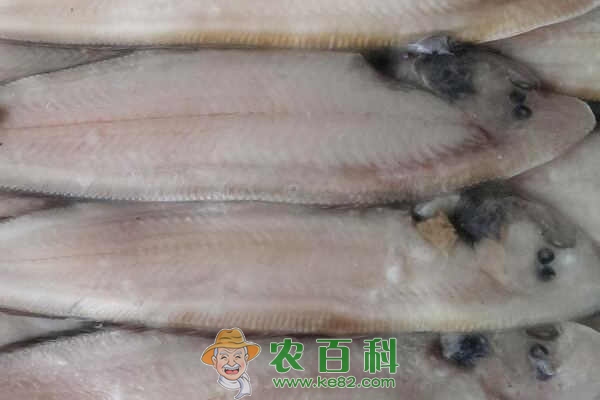 高蛋白鱼龙利鱼的热量是多少?市场价多少钱一斤?和巴沙鱼有什么区别?