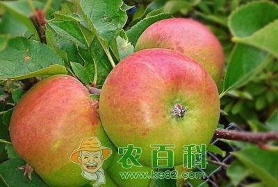 “记忆果”苹果上出现圆形斑块是什么病？怎么发生的？用什么药能治好？