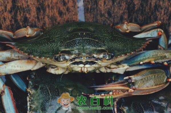 崇明清水蟹和大闸蟹有区别吗?和什么相克?价格是多少?怎么吃?