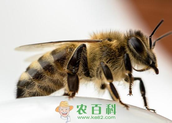 被蜜蜂、马蜂蛰了怎么处理？有毒吗？用什么药？