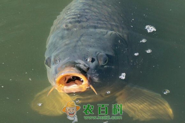 冬季淡水鱼价格遇冷？后期市场行情又会如何？