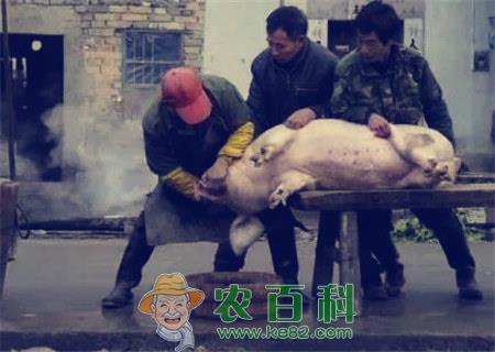 农村赚钱不起眼的冷门项目，任意一个都比打工强！