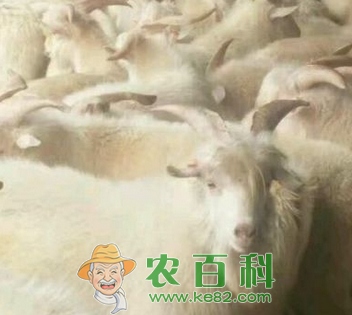 养羊