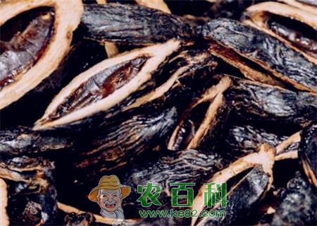 常吃槟榔有哪些危害和好处？女孩为什么不能吃？吃了会致癌为什么不禁止？