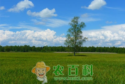 鹅吃什么草长得快？青草吗？