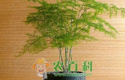百合科“文竹”开花有什么兆头？施什么肥好？怎么施？它有什么寓意？