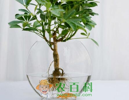 鹅掌柴怎么水培？鹅掌柴水培养护技巧！这5点千万记好了！