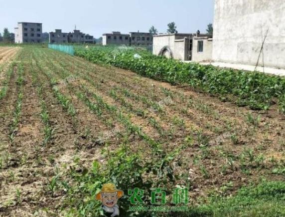 阜阳市做什么生意好?老家有六亩土地做什么项目赚钱快?