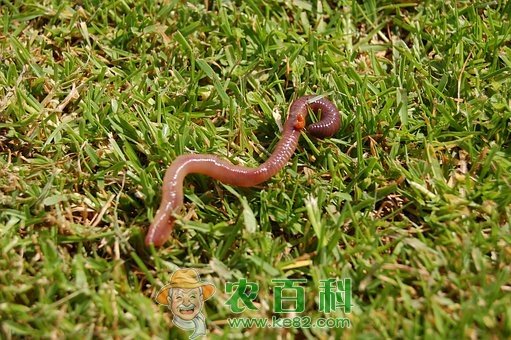 无脊柱动物蚯蚓吃什么长大的？用什么土养好？市场价多少钱一斤？养殖前景如何？怎么养？