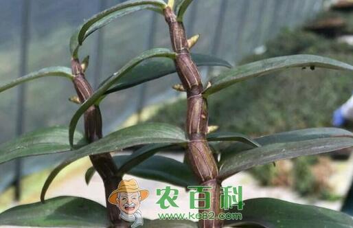 名贵药材“铁皮石斛”的养植方法及注意事项有哪些？什么季节种植？