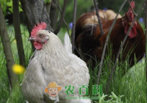 鸡的常见病有哪些?症状是什么样?用什么要治疗效果好?