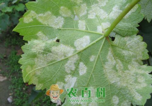 葡萄白粉病、白腐病、炭疽病等常见病害的防治方法有哪些?打什么药好?