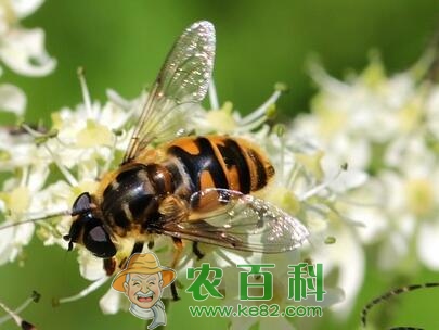 云南保山蜂民，靠马蜂养殖养出千万财富！