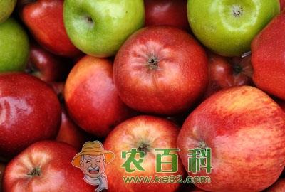 “记忆果”苹果上出现圆形斑块是什么病？怎么发生的？用什么药能治好？