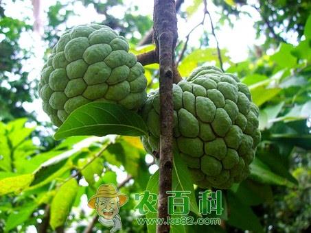 “抗瘤之星”释迦果（番荔枝）好吃吗?一天吃多少合适?怎么吃?不熟的可以吃吗?这三类人不能吃!