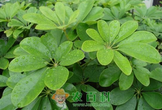 鹅掌柴怎么水培？鹅掌柴水培养护技巧！这5点千万记好了！