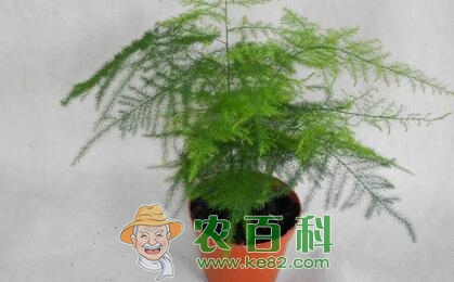 百合科“文竹”开花有什么兆头？施什么肥好？怎么施？它有什么寓意？