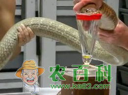 蛇毒价格多少一克？蛇毒的功效与作用是什么？蛇毒可以直接喝吗？