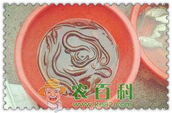 黄鳝苗一般多少钱一斤?怎么养才能长的又快又好?