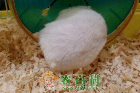 小型宠物银狐仓鼠怎么养？多少钱一只？能长多大？寿命多久？