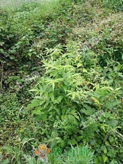 娄底市做什么生意赚钱?郊区有四亩土地做什么项目赚钱?