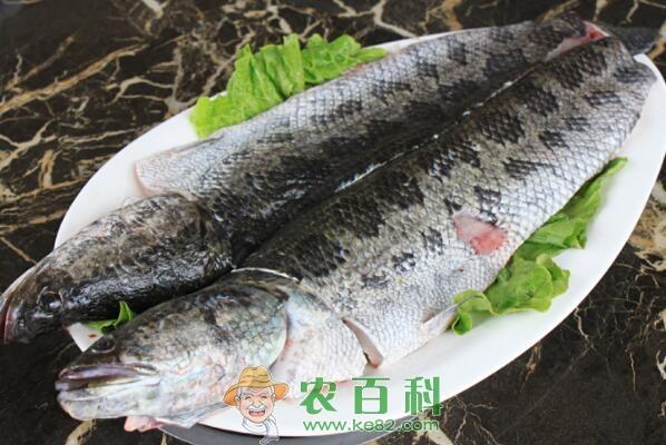 “肉食性”黑鱼和草鱼哪个好吃？吃什么食物长大、长得快？