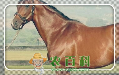 奔跑速度快的三河马是哪里的特产?大概多少钱可买到一匹?