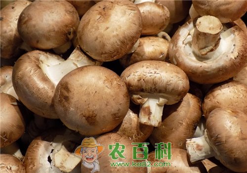 香菇(花蕈)冬季如何栽培管理?技术要点有哪些?如何采收分级?