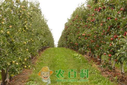 适合农村小本创业项目有哪些?不妨试试这五个项目,让你大有“钱”途!