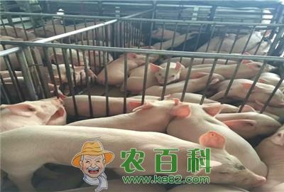 怎么养好母猪?养殖30头母猪成本与利润分析