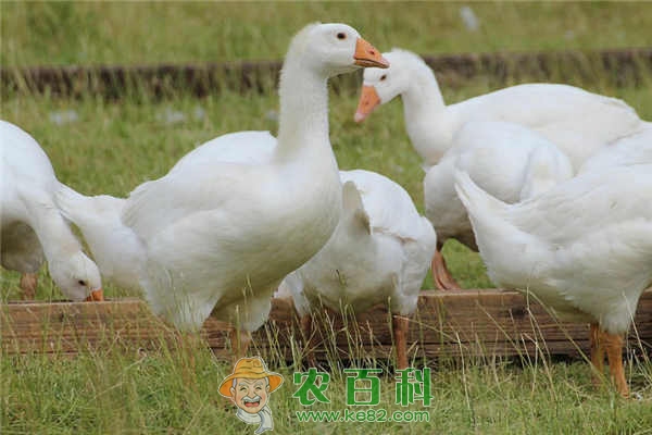 肥肝鹅怎么养殖?选择什么品种和饲料比较好?