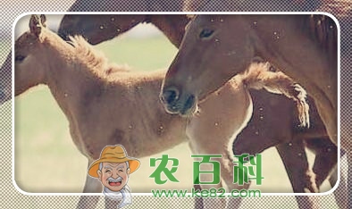奔跑速度快的三河马是哪里的特产?大概多少钱可买到一匹?