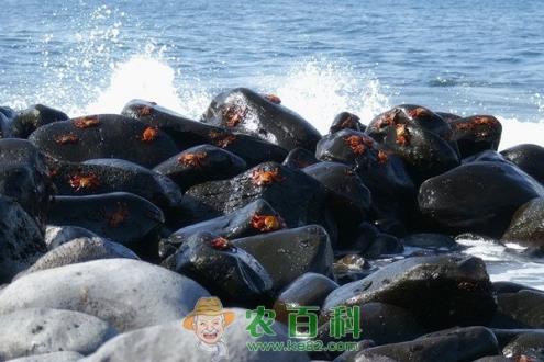 螃蟹多大产卵？一次产卵多少？